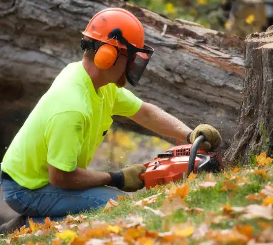 tree services Cecilton